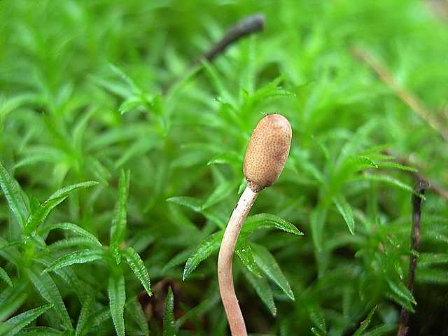Funghi cittadini